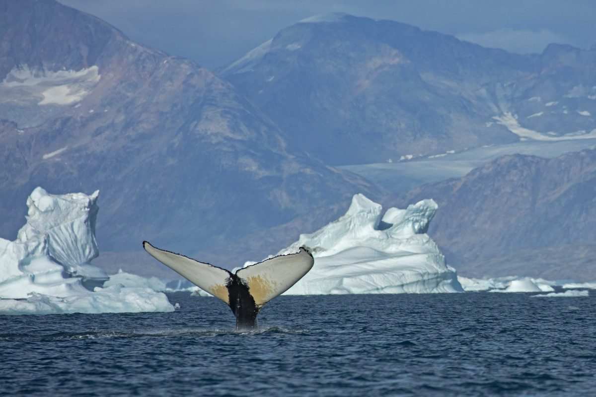 Miles de ballenas invaden el este de Groenlandia a medida que el hielo desaparece, según un estudio