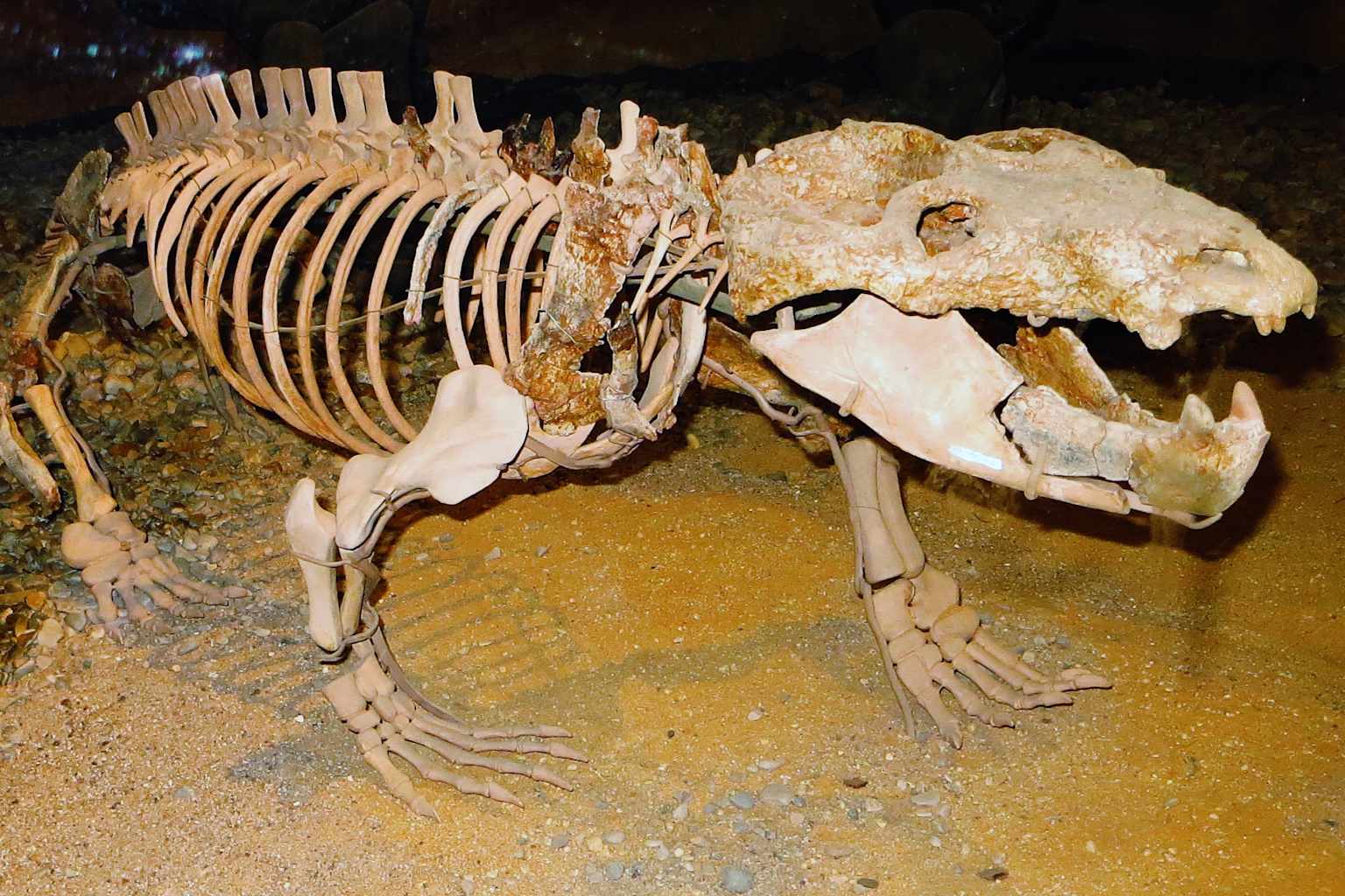 Un fósil sugiere que el parto en los mamíferos comenzó 90 millones de años antes de lo que se pensaba