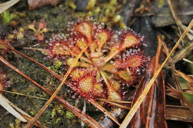 Científicos confirman la teoría de Darwin sobre plantas carnívoras, formulada hace 150 años
