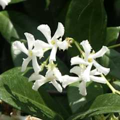 Trachelospermum jasminoides