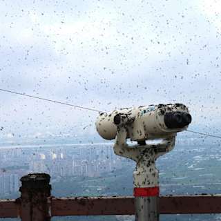 Lovebug swarms force Seoul mountain to close observation decks