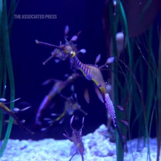 Columbus Zoo achieves world first with four male seadragons