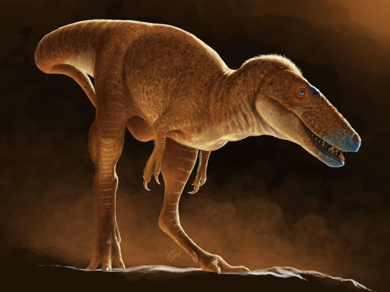 New T-Rex ancestor discovered in drawers of Mongolian institute