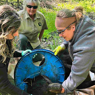 Bear freed from plastic lid after 2-year ordeal