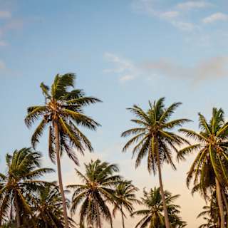 Palm Tree Fossils Found in Subarctic Canada