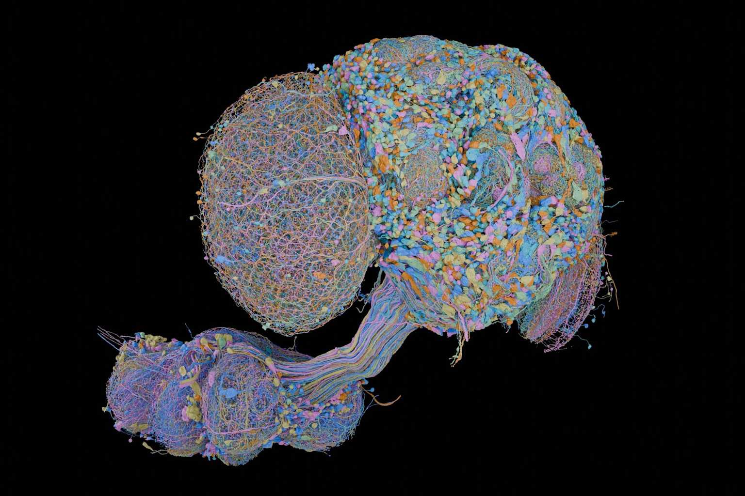 Científicos mapean cada neurona en el cerebro de una mosca de la fruta macho por primera vez
