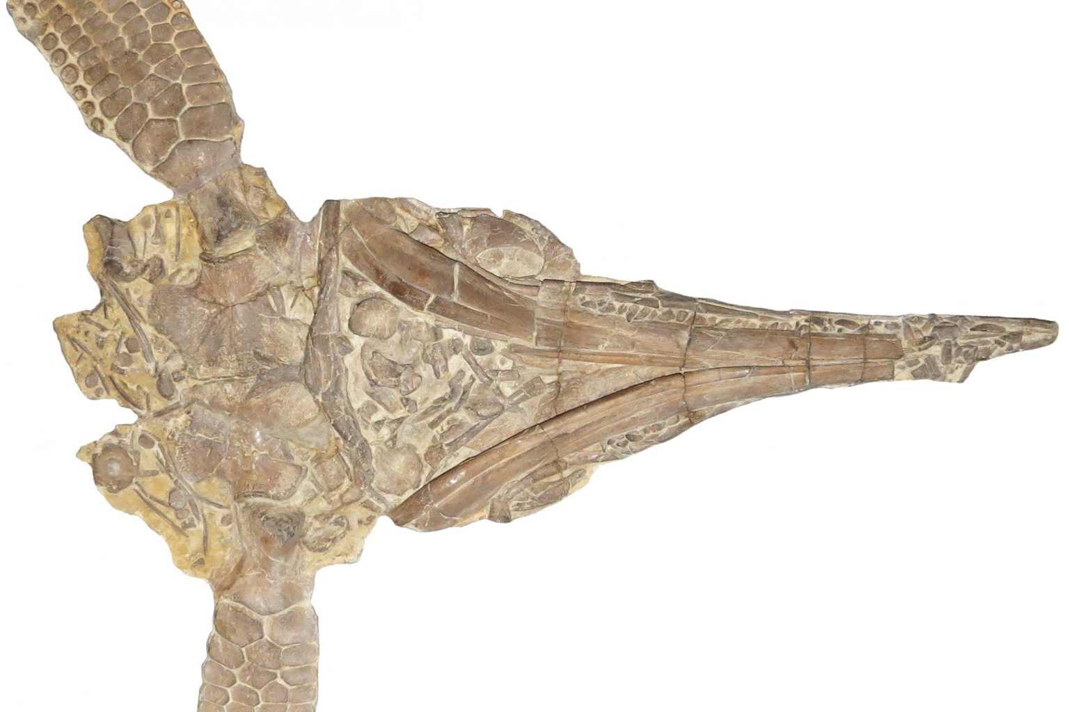 Fake fin' discovery reveals new ichthyosaur species