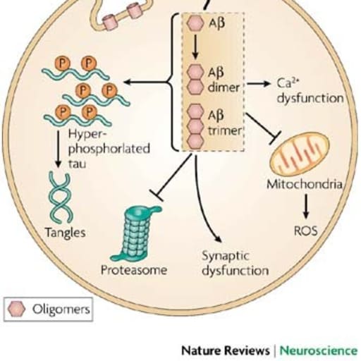 Reuptake of extracellular Aβ -Final