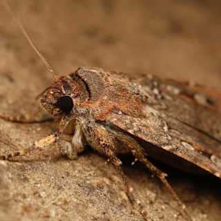 Moths use stars to navigate epic 1,000-km migration