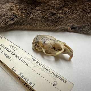 Chicago rodents evolving in real time to city life