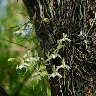 Ghost orchid may get endangered species protection