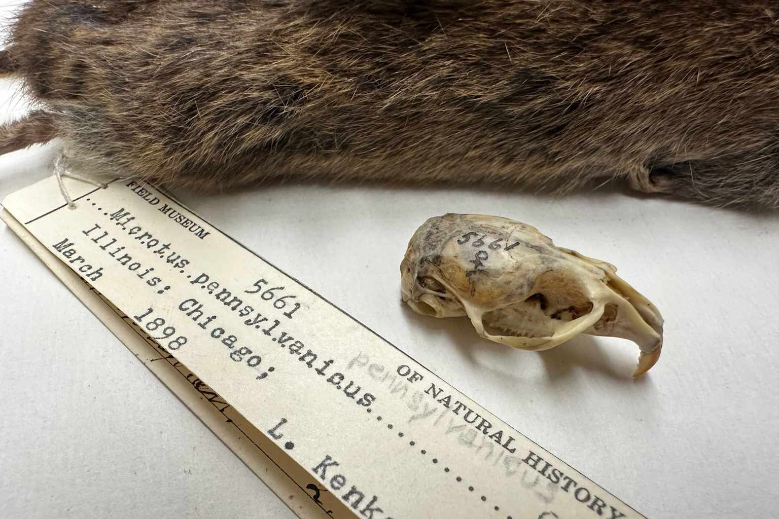 Chicago's rodents are evolving to handle city living