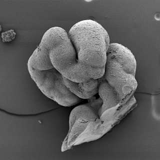 Human Spine Grown in Lab