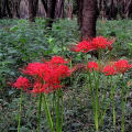 Lycoris radiata