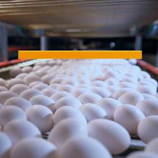 Trump sues California over egg laws, blaming high prices