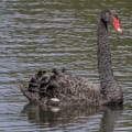 Black swan