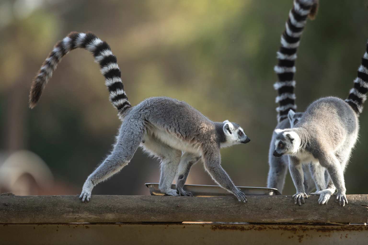 Alpha males rare among primates, scientists say