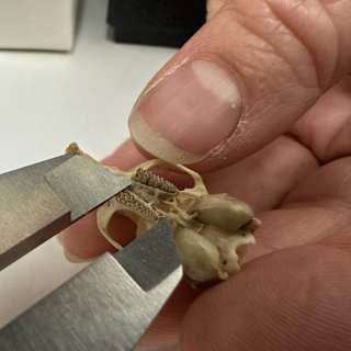 Chicago's small mammals evolving new skulls for city life