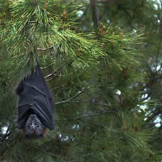 Chinese Team Finds New Bat Coronavirus