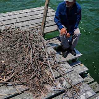 Osprey population crashes 90% on Virginia's Eastern Shore