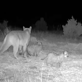 Oklahoma confirms first mountain lion kittens in century