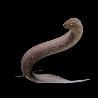 Largest Animal Genome Ever Sequenced