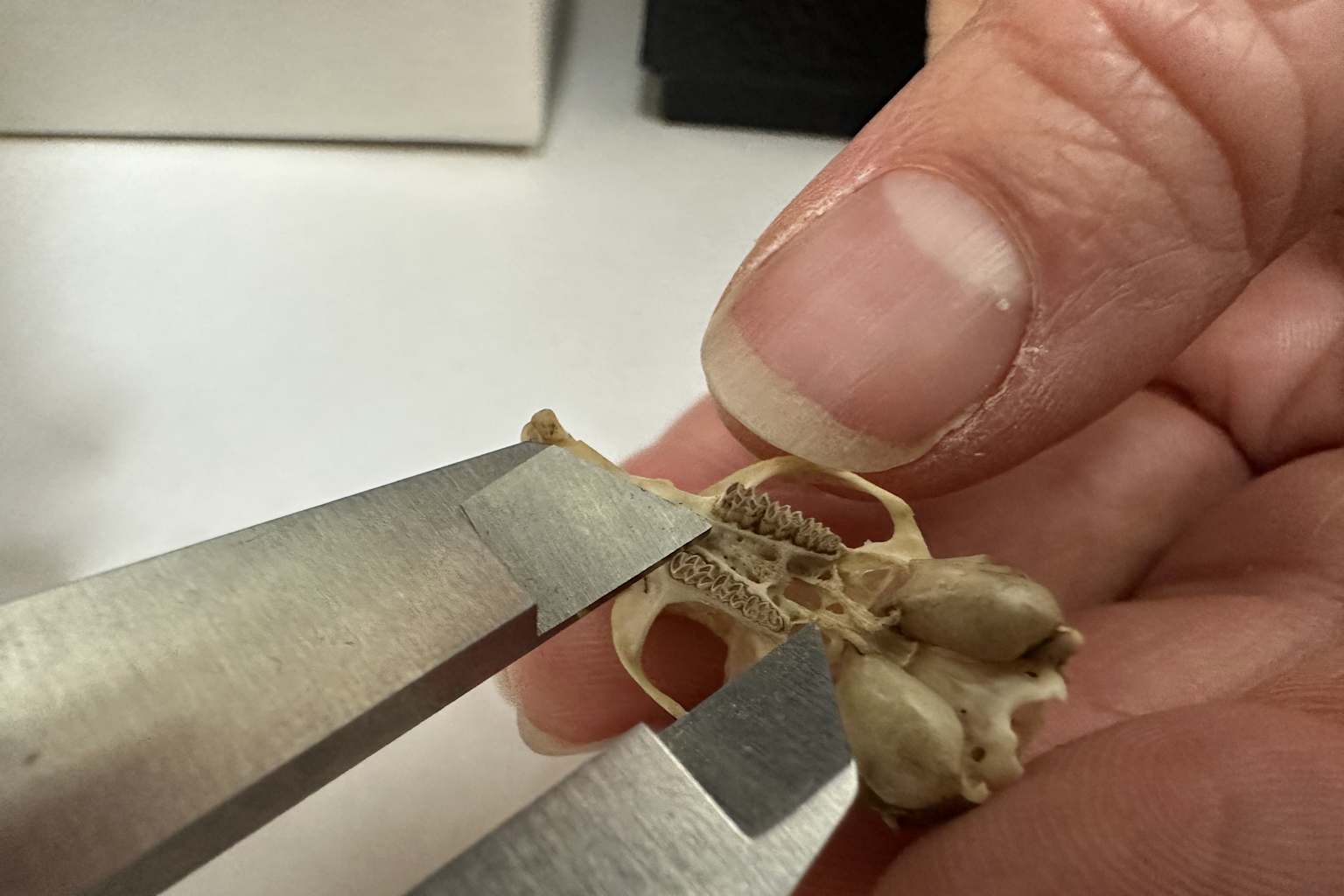 City living is changing rodent skulls in Chicago | Popular ...