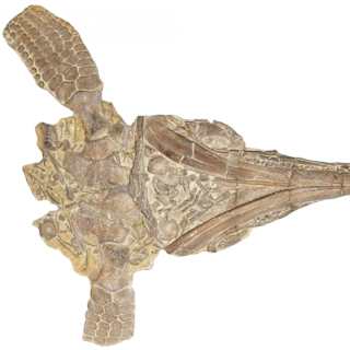 Century-old fossil reveals new dolphin-like marine reptile