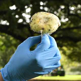 Toxic mushroom murder trial grips Australia