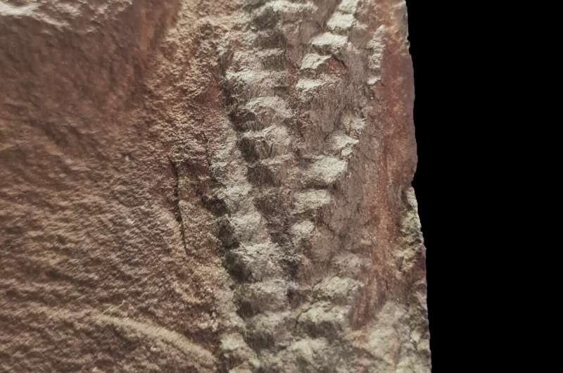 Fósil animal tridimensional de 560 millones de años encontrado en Noruega