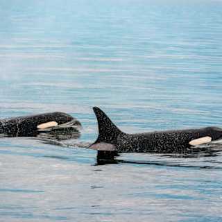 Wild orcas offer prey to humans in 34 documented cases
