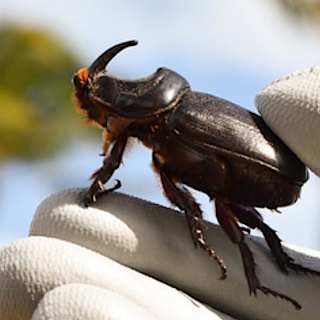 Invasive beetle found breeding in Kona for first time