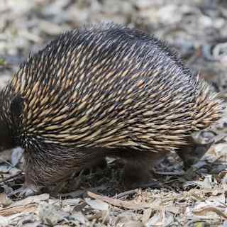 Scientists rediscover lost echidna in final moments of search