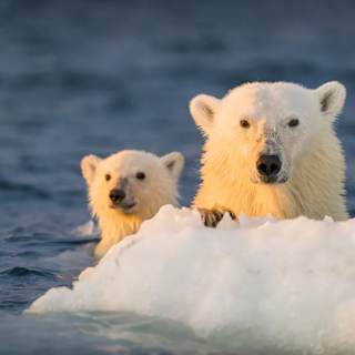 Century-old mercury pollution still poisoning Arctic wildlife