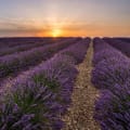 Valensole