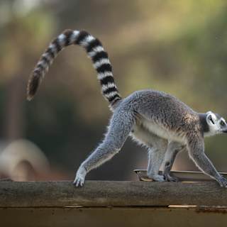 Study finds alpha males aren't universal across primate societies