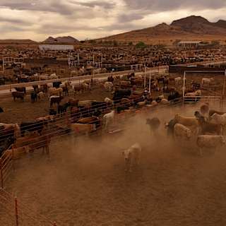 US to reopen border ports to Mexican livestock imports