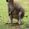 Wallaby