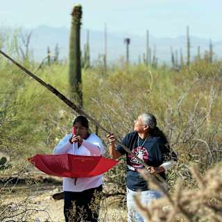 Desert harvest endures as climate change tests ancient ways