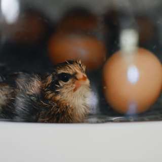 Chicken or Egg Paradox Solved