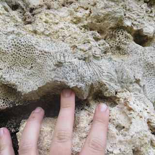 Ancient coral reefs reveal seas rose in rapid pulses