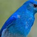 Mountain Bluebird