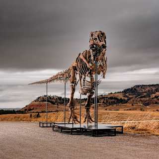 Sotheby’s to auction T. rex skeleton ‘Gus’ for up to $30M