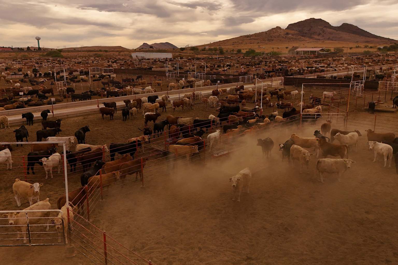 USDA announces phased reopening of Mexican cattle imports ...