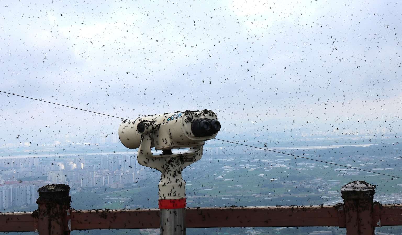 Lovebugs' return in swarms to South Korea and blanket a ...
