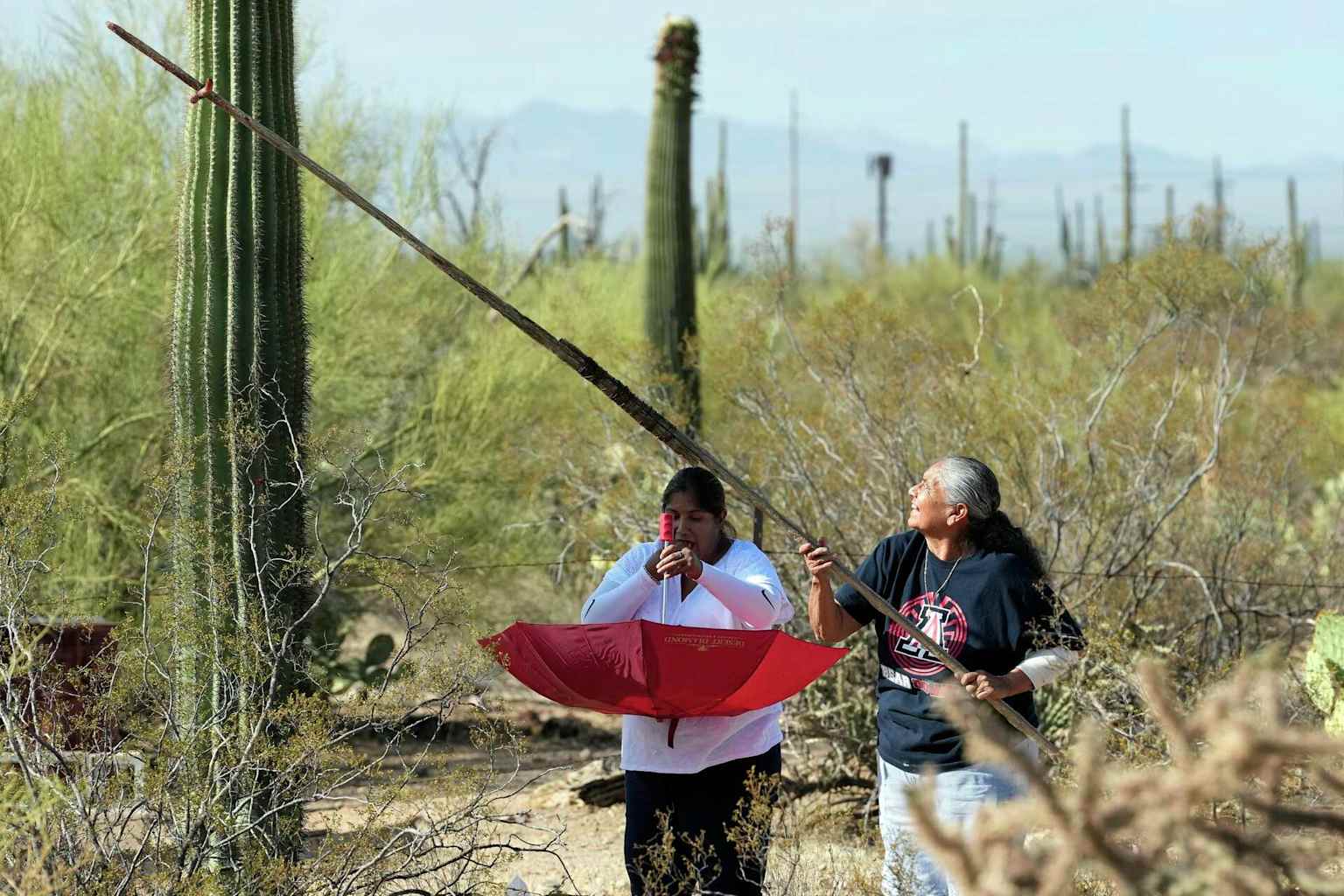 In Arizona borderlands, a sacred saguaro harvest marks the ...