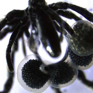 New sea spiders found feeding on methane near California vents