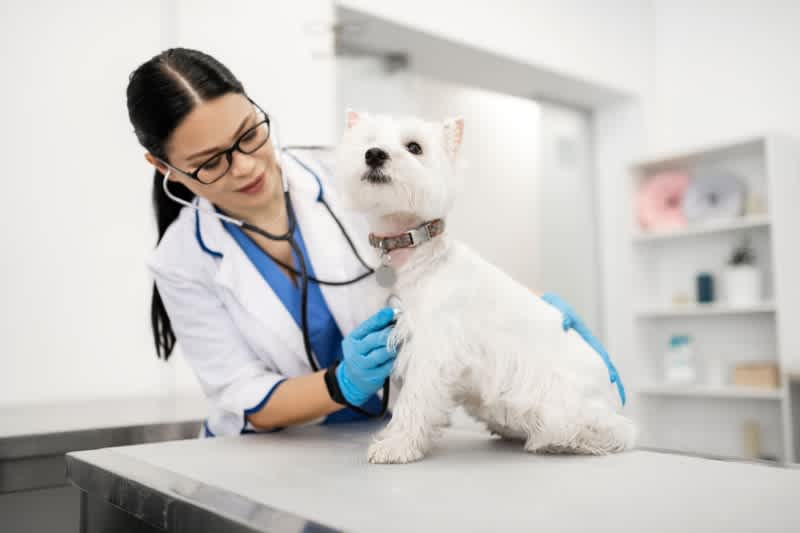 Veterinarian using stethoscope to examine a West Highland White Terrier before vaccination
