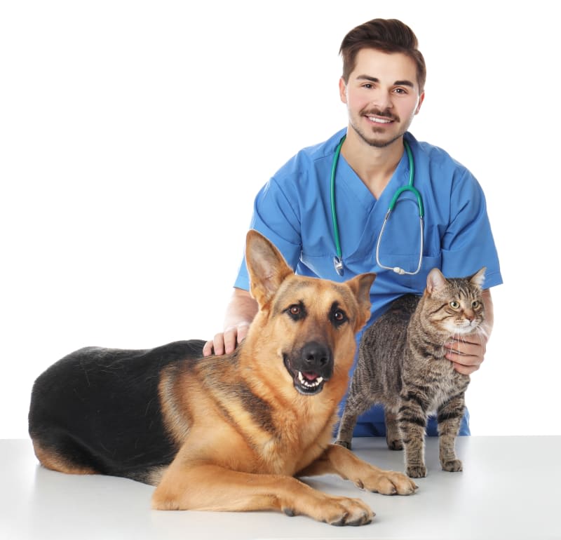 Veterinarian smiling with a German Shepherd dog and a tabby cat — pet vaccination team at The Pet Dr