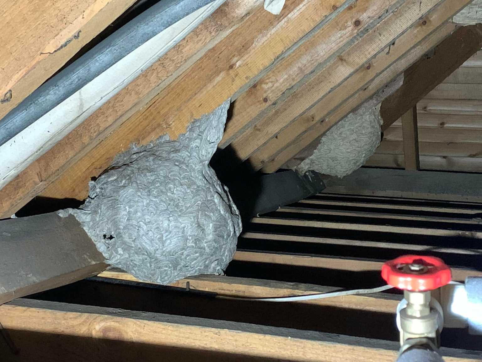 Multiple wasp nests attic rafters Toronto Nomore Pest